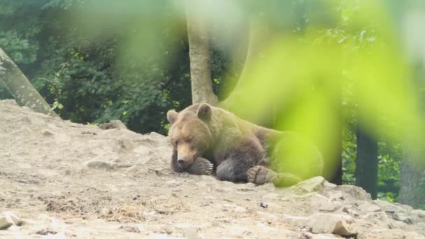 加拿大不列颠哥伦比亚省群山濒危物种保护区灰熊的极度特写 — 图库视频影像