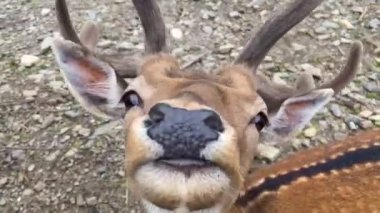 Ormandaki genç bir geyiğe yakın çekim. Roe geyiği, capreolus capreolus, ceylan sabahın erken saatlerinde sisli bir çayırda besleniyor ve etrafa bakıyor. Turuncu kürklü, bilinmeyen vahşi kadın..