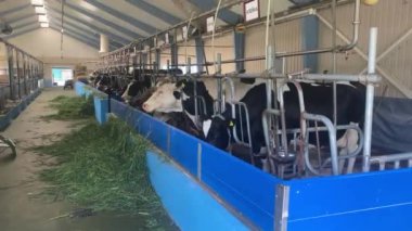 Çiftlikte İnekler Besleniyor. Ahır ahırında ot yiyorum. Modern Süt Çiftliği. Süt üretimi. Çiftlik hayvanları, tarım endüstrisi. Ahırdaki hayvanlar. Hayvan çiftliğinde buzağıları beslemek. İnekler çiftliği