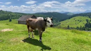 Avustralya 'da bir tarlada otlayan damızlık sığır ve sığırların yakınına. saman ve tohum yiyorlar. Türleri arasında Speckle Park, Murray Grey, Angus, Brangus ve Wagyu ve hereford bulunur.