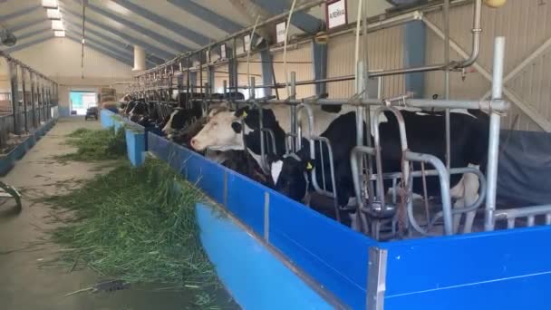 Vaches Nourrissant Ferme Manger Foin Dans Une Étable Ferme Laitière — Video