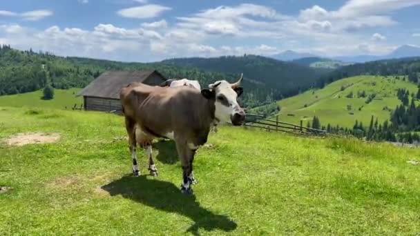 Großaufnahme Von Stud Beef Bullen Und Kühen Die Auf Einem — Stockvideo