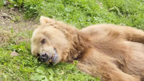 令人惊奇的强大的棕熊生活在森林中 野生的大自然 神奇的毛皮颜色 森林生活 危险动物之家 植物和动物 山中的野生自由生活之光 — 图库视频影像