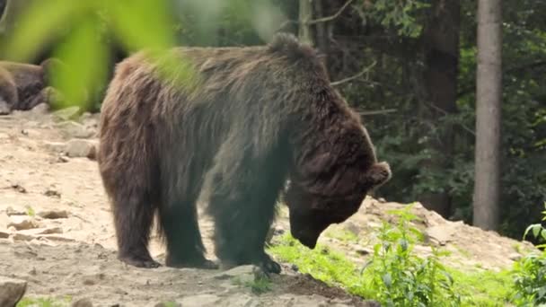 Urso Marrom Poderoso Surpreendente Que Vive Andando Madeira Natureza Selvagem — Vídeo de Stock