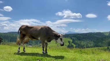 Süt inekleri baharda, Avustralya 'da yeşil çimlerde otlar.