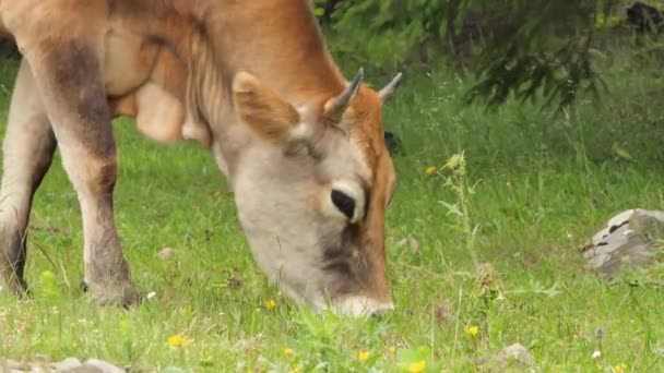 新西兰阳光明媚的天气里 几只不同颜色的可爱母牛在草地上吃草 — 图库视频影像