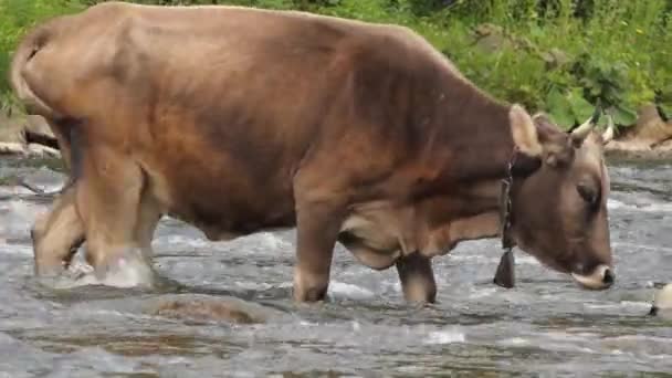 Troupeau Vaches Dans Pré Vert Côté Rivière Plein Air Sans — Video