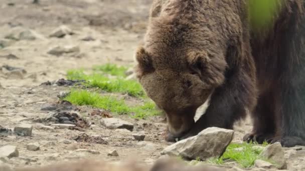 Uimitor Puternic Urs Brun Care Trăiește Mergând Wood Wild Nature — Videoclip de stoc