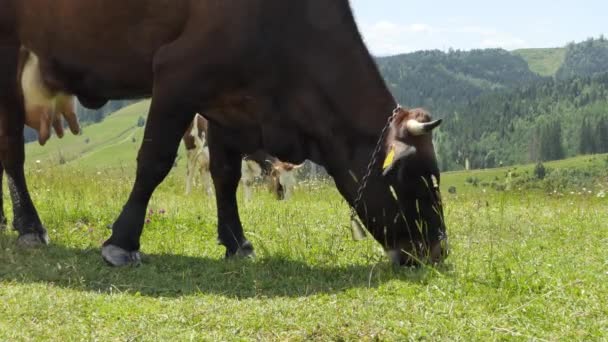 Κοντινό Πλάνο Ενός Κεφαλιού Αγελάδας Μια Καμπάνα Στο Λαιμό Τρώει — Αρχείο Βίντεο