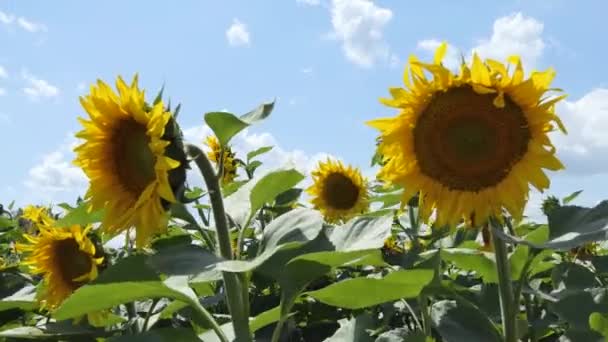 Girassóis Fundo Céu Azul Campos Com Girassóis Verão Indústria Agrícola — Vídeo de Stock
