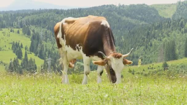 Slow Motion Mjölkkor Som Äter Gräs Vacker Äng — Stockvideo