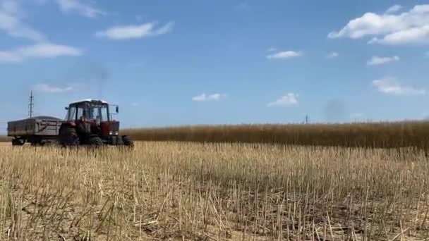 Tractor Conduce Campo Con Grano Máquinas Agrícolas Que Trabajan Tierras — Vídeos de Stock