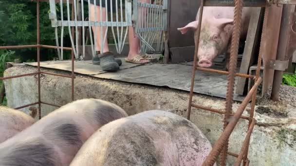 有很多猪的猪场 现代农业养猪场 肮脏的猪正坐在栅栏后面 — 图库视频影像