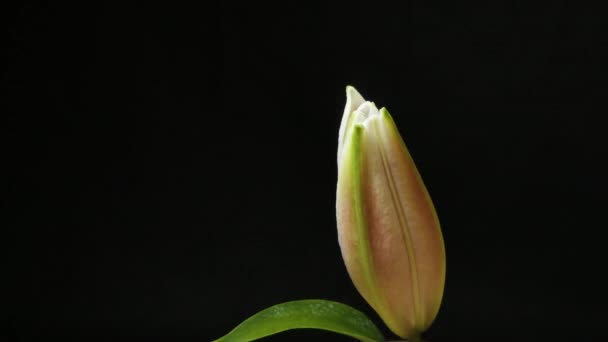Güzel Beyaz Nilüfer Çiçeği Tomurcuğu Çiçek Açan Zaman Dilimi Aşırı — Stok video