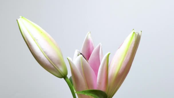 Güzel Beyaz Zambak Tomurcuğu Açılış Zamanı Çiçek Açan Lilly Çiçeğinin — Stok video