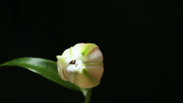 Güzel Beyaz Zambak Tomurcuğu Ağır Çekimde Çiçek Açıyor Aşırı Yakın — Stok video