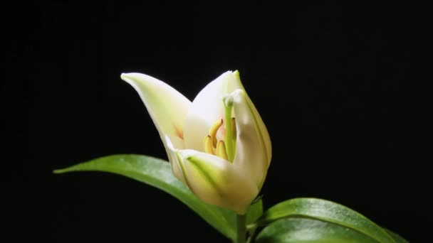 Gyönyörű Fehér Liliom Bimbó Virágzik Lassított Felvételen Extrém Közelről Friss — Stock videók