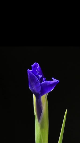 Time Lapse Growing Blue Iris Flower Macro Easter Spring Valentines — Stock Video