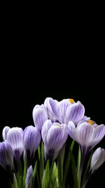 Timelapse Several Violet Crocus Flowers Grow Blooming Fading Black Background — стоковое видео