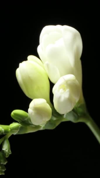Period Cultivation Flower White Freesia Refracta Klatt Bud Full Bloom — Stockvideo
