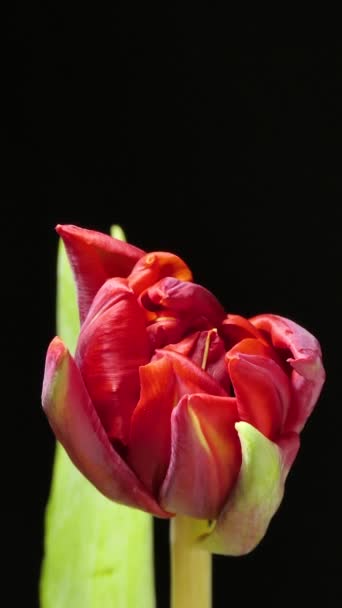 Slow Motion Color Red Tulip Blooming Black Background Alpha Channel — Stock video