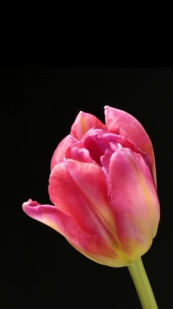 Slow Motion Shot Bright Pink Striped Tulip Flowers Blooming Black — Vídeo de Stock