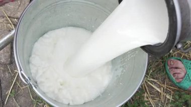 Genç erkek çiftçinin sinematik makro görüntüsü, ahırdaki biyolojik süt ürünleri endüstrisinde kullanılan bir konteynırı doldurmak için taze süt döküyor.