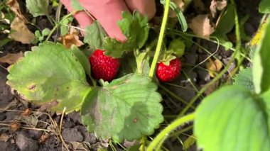 Çiftçi elleri organik çilek topluyor. Taze organik çilek topluyorum. Çilek çalıları yakın plan 4K