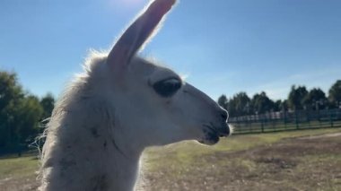Alpaka. Alpaca 'nın yakın çekimleri. Alpaca 'nın güzel görüntüleri. 4 bin.