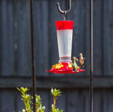 İki Ruby Throated Hummingbird hava savaşı ya da Montgomery, Alabama 'da bir yerleşim bölgesinde yem alanı kavgası.