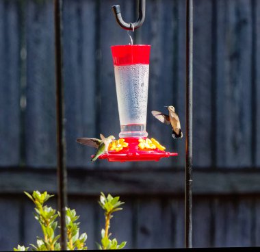 İki Ruby Throated Hummingbird hava savaşı ya da Montgomery, Alabama 'da bir yerleşim bölgesinde yem alanı kavgası.