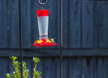 Ruby Throed sinekkuşu Montgomery, Alabama 'da bir yerleşim bölgesindeki bir besleyicinin yanında tünemiş ya da süzülüyordu..