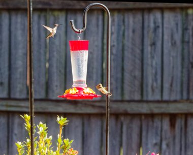 İki Ruby Throated Hummingbird hava savaşı ya da Montgomery, Alabama 'da bir yerleşim bölgesinde yem alanı kavgası.