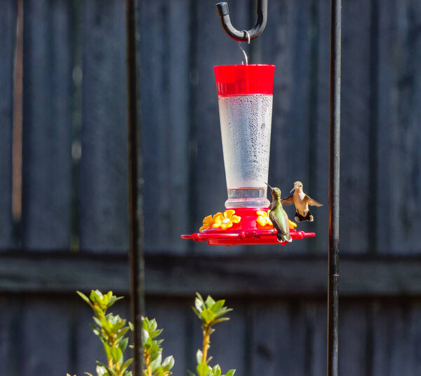 Два рубиновых горловых колибри борются за территорию кормушки на заднем дворе в Монтгомери, Алабама