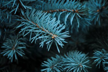 Siyah arkaplanda mavi ladin dalları