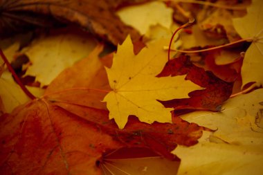 Sarı sonbahar akçaağaç yapraklarının dokusu