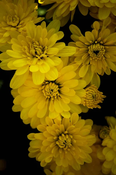 Bouquet Crisantemi Gialli Fondo Nero — Foto Stock