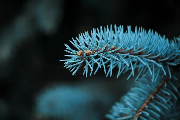 黒い背景に青いトウヒの枝 — ストック写真