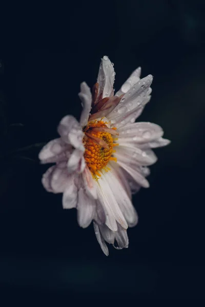 Siyah Bir Arka Plan Üzerinde Beyaz Kasımpatı Çiçeği — Stok fotoğraf