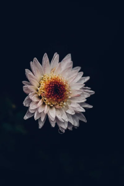 Flor Crisantemo Blanco Sobre Fondo Negro — Foto de Stock