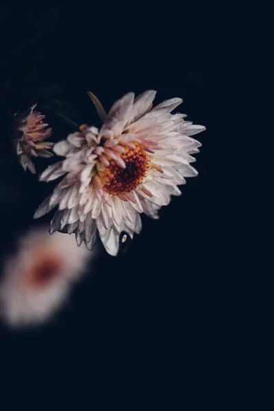 黑色背景上的白色菊花 — 图库照片