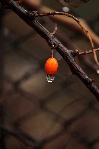 Капля Дождя Оранжевую Облепиху — стоковое фото