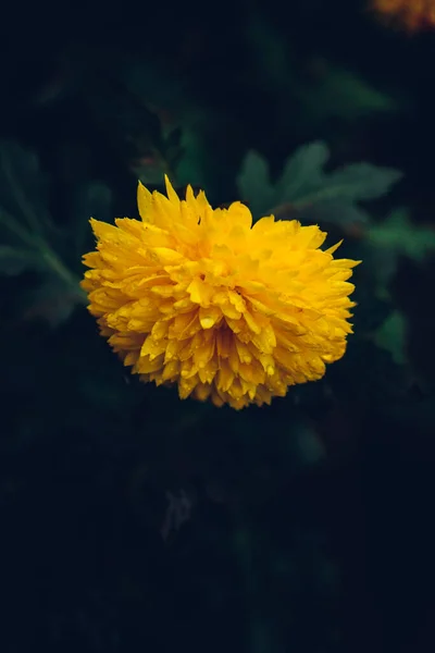 Fiore Crisantemo Giallo Sfondo Scuro — Foto Stock