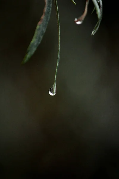 Una Goccia Pioggia Una Foglia Olivello Spinoso — Foto Stock