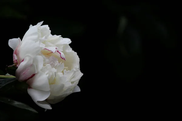 Biały Kwiat Piwonii Czarnym Tle — Zdjęcie stockowe