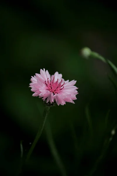 Rózsaszín Búzavirág Virág Kertben Zöld Háttér — Stock Fotó