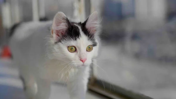 Çok tatlı siyah beyaz bir kedi..