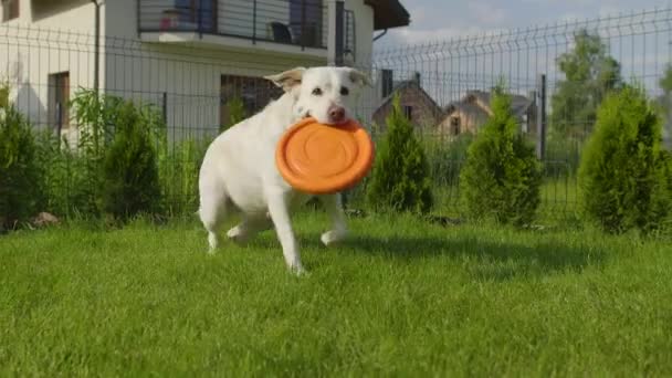 Loyal Golden Retriever Chien Jouer Avec Frisbee Dans Jardin — Video