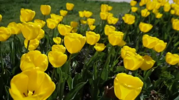 Sok Nagy Sárga Tulipán Van Városi Virágágyásban Tavaszi Jelenet — Stock videók