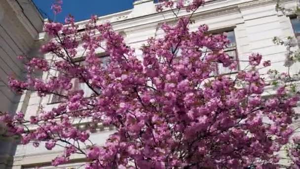 Rosafarbene Kirschblüten Auf Der Straße — Stockvideo
